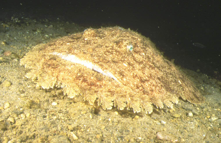 Lophius budegassa (Budego)